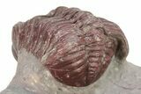 Interesting, Red Morocops Trilobite - Zerig, Morocco #264878-5